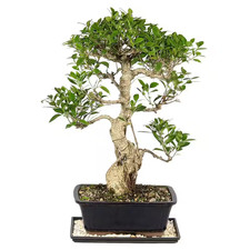 Golden Gate Ficus Bonsai Tree Indoor Plant in Ceramic Bonsai