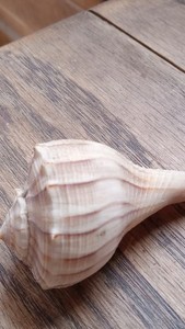 Murex Natural Sea Shell Collectible 2.5 Inch