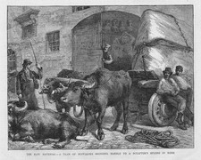 ROME Buffaloes transporting Marble to a Sculptors Studio - Antique Print 1873