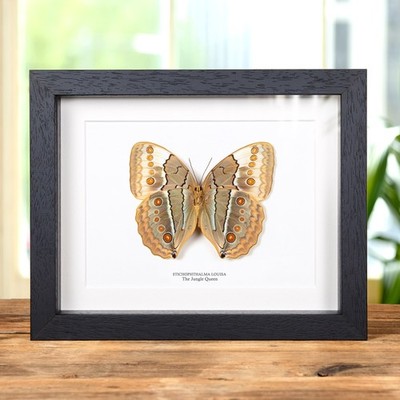 The Jungle Queen Ventral Side Butterfly Frame (Stichophthalma louisa)