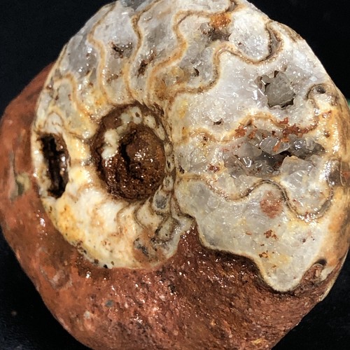 85G AMAZING PERMIAN WHOLE SUTURE AMMONITE FOSSIL CALCITE MOLLUSCA TIMOR - Picture 5 of 15