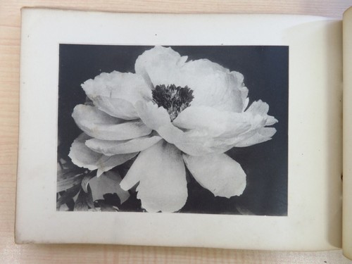 Naosaburo Yamada "One Hundred Selections of Peony" 1926 Published by Geishado Pe - Picture 4 of 6