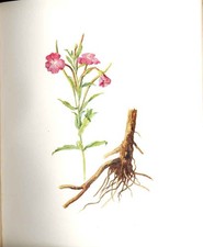 Old Antique Print Perrin Ltd Ed 1914 Flowering Plant Great