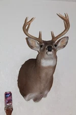 Whitetail Deer Head Shoulder Mount Taxidermy Cape Shed Antler Hunt Mule Rack