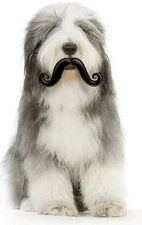 HUMUNGA STACHE RUBBER PET DOG TOY FETCH BALL S, M, L Size NEW!