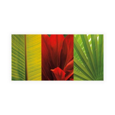 Leinwanddruck auf Papier Poster oder Gemälde Seba John Tropical Treasure II