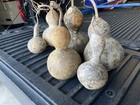 Lot Of 6 Dried Unfinished Birdhouse Gourds For Crafting