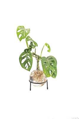Winkee - Hydro Vase Flora NEW