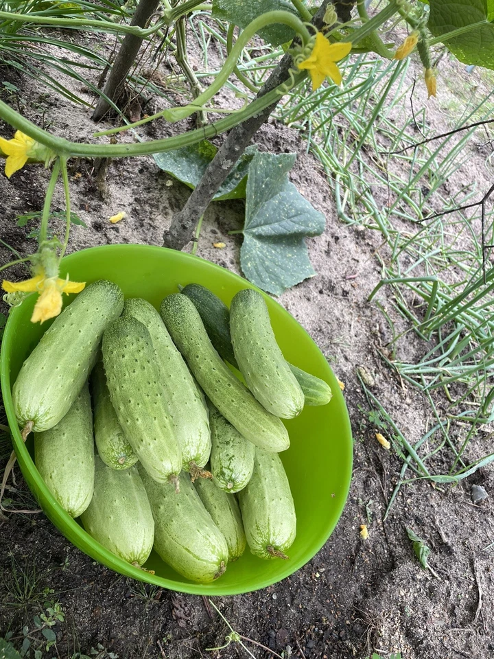20 organic Asian White /Green Sweet Crisp Cucumber seeds (2025 summer) 新鲜水果黄瓜种子 - Image 2 of 4