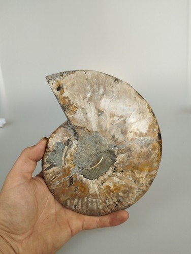 Ammonit Cleoniceras halbiert poliert 212mm Ammonit Fossil - Bild 4 von 8