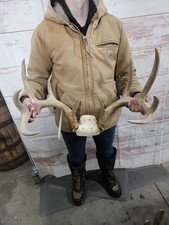 Wild 10 Point Whitetail Deer Antler Rack Skull Plate Man Cave Cabin Typical 143"