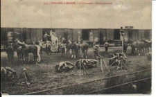 (S-79700) FRANCE - 51 - CHALONS SUR MARNE CPA