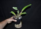 Cattleya dowiana v. rosita rare and spectacular orchid species nice LRG BS plant — photo 6