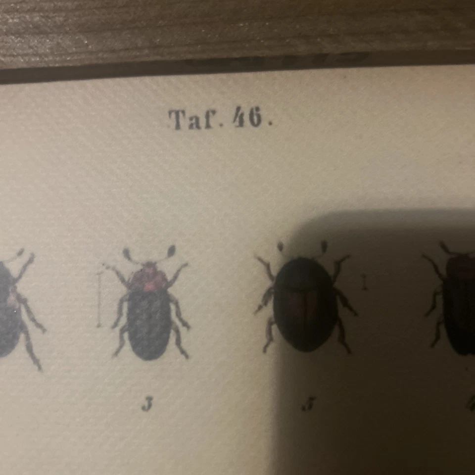 Vintage Wall Decor - Insect ‘scroll’ / Poster Wood Flanked - Image 3 of 4