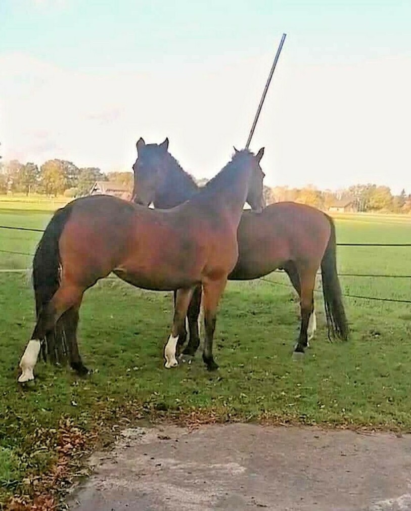 Pferdedung Äpfel abgelagert Pferdemist Rosen Blumen Frühbeet Hochbeet