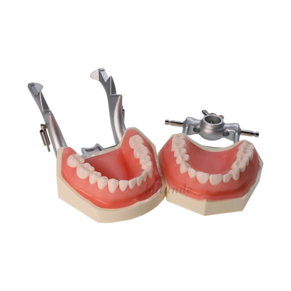 Modelo dental detallado Fit Kilgore NISSIN 500 Typodont 28 piezas con dientes extraíbles Foto 4 de 4