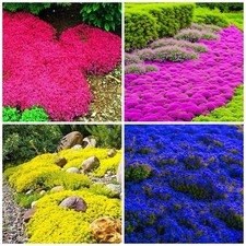 6000 Mixed Creeping Thyme Seeds for Planting - Heirloom