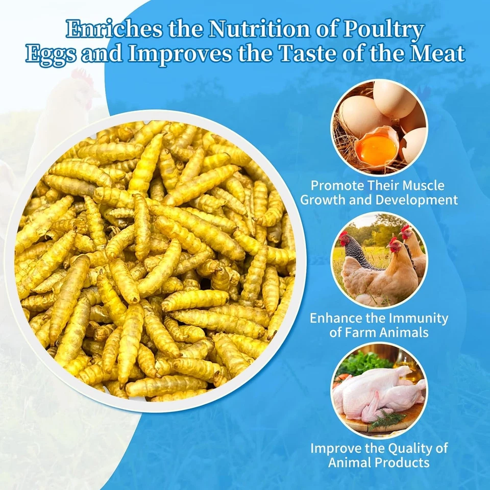 Larvas de mosca soldado negro seco de 5-40 lb gusanos de harina para pollos pájaros golosinas no transgénicas Foto 3 de 4