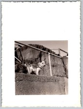 Vtg Color Snapshot Dog On Steps By Railing 1960s