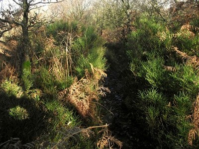 Foto A2 Durch den Heidelbeeren Congleton Edge Die Heidelbeere (Impfstoff m c2010