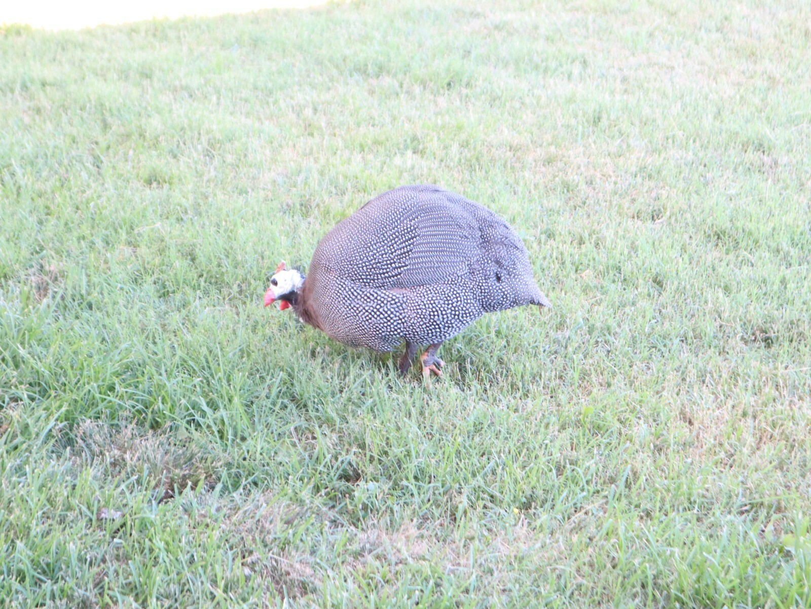 Picture 8 of 12