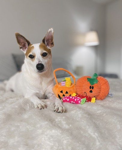 Midlee Trova un Giocattolo Halloween Zucca Secchiello Giocattolo per Cani - Foto 5 di 9