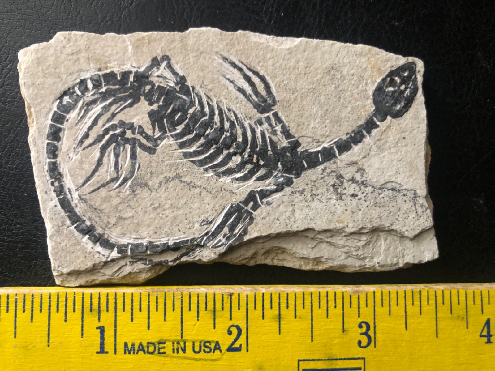 AMPHIBIAN-VERTEBRA-NOTHOSAURIA-JURASSIC-dragon dinosaur fossil--Holiday gift-6