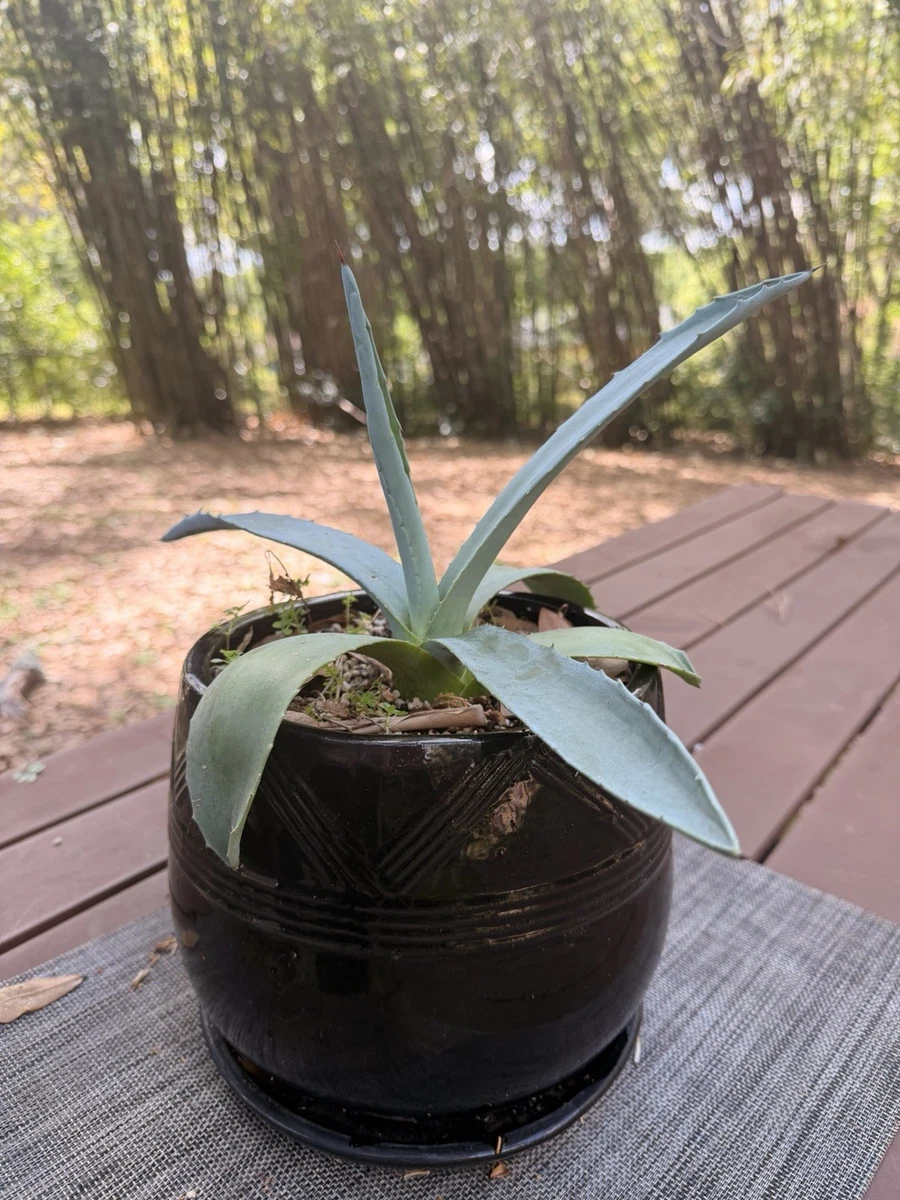 Blue Agave Plant for sale - eBay