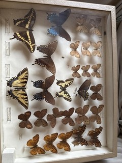 Lot Of 27 Butterflies Believed To Be Captured Around 1946 16x12.5 Glass Case
