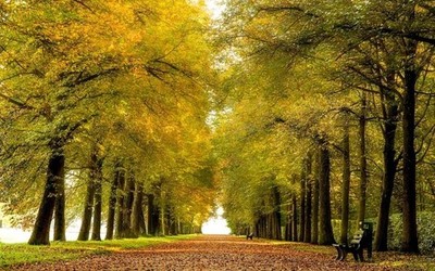 Removable Wall Poster Sticker, Autumn Tree-Lined Road, 921×576mm