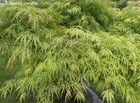 Japanese Maple Weeping Green Laceleaf, Acer palmatum dissectum 'Viridis' 15 seed