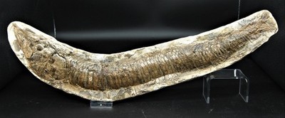 Schnabelfisch Vinctifer aus der Santana-Formation