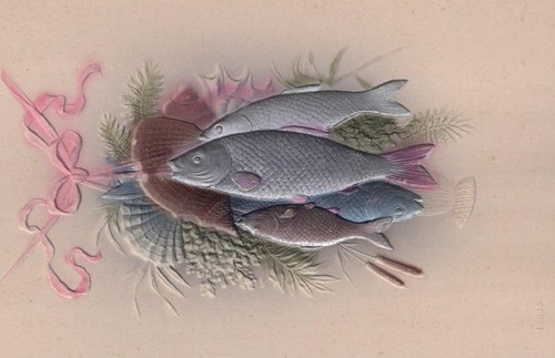 SEASHELL & FISH EMBOSSED POSTCARD (c. 1910)