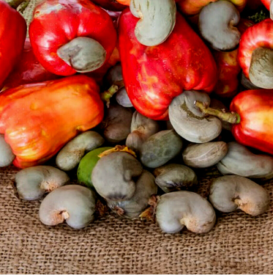 Ceylon Traditional Cashew Nut Seeds Anacardium occidentale 95