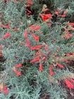Epilobium canum | California Fuchsia | 70 Seeds