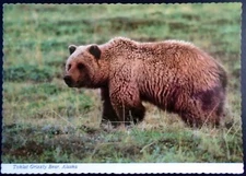 Toklat Humped-Back Grizzly Bear Ambling Across Alaska’s Frozen Tundra