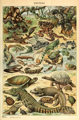 Reptiles Cottagecore Snake Lizard Chart Nature Art Print Poster 12x18