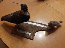 Tassidermia Uccello Imbalsamato PAVONCELLA Vanellus ALLODOLA aluda Arvensise