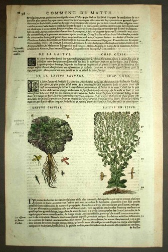 Botany Plant La Lettuce Sauvage And IN Flower engraving Print Matthiole ...
