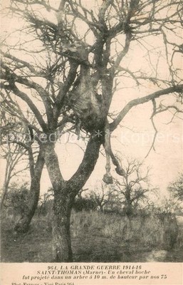 Saint-Thomas-en-Argonne Un cheval boche fut projete dans un arbre a 10 m de haut