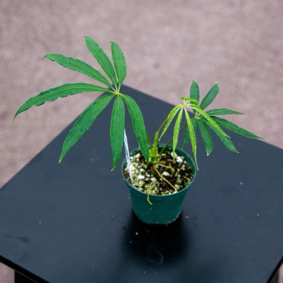 Anthurium polyschistum