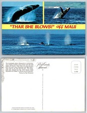 Humpback Whales Breaching 