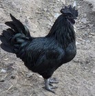 12 HATCHING EGGS POSSIBLE INDIOS-AYAMS-JERSEY  GIANT-ISABELLA*READ DESCRIPTION* — photo 4