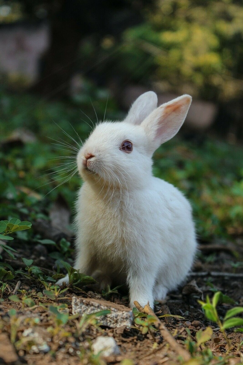 Cute White Bunny Wall Print Photo Poster Rabbit Nature Easter