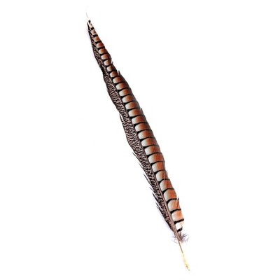 Lady Amherst Feder 50 cm natur - FE013
