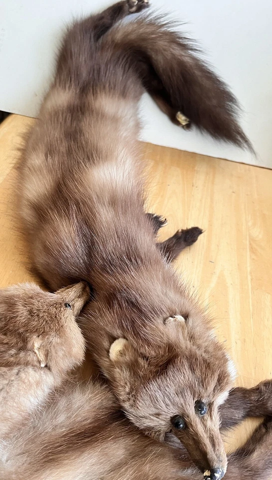 De colección 1940 Neiman Marcus Piel Completa Piedra Marten Sable Piel 2 Películas 48” L Estola Envoltura Foto 2 de 4