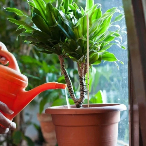 100 Tlg Bambus Holzpflanze Stöcke 20cm Gartenpflanzen Unterstützen Blumenstöcke - Bild 7 von 10