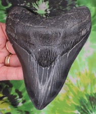 Megalodon Sharks Tooth 5 3/16