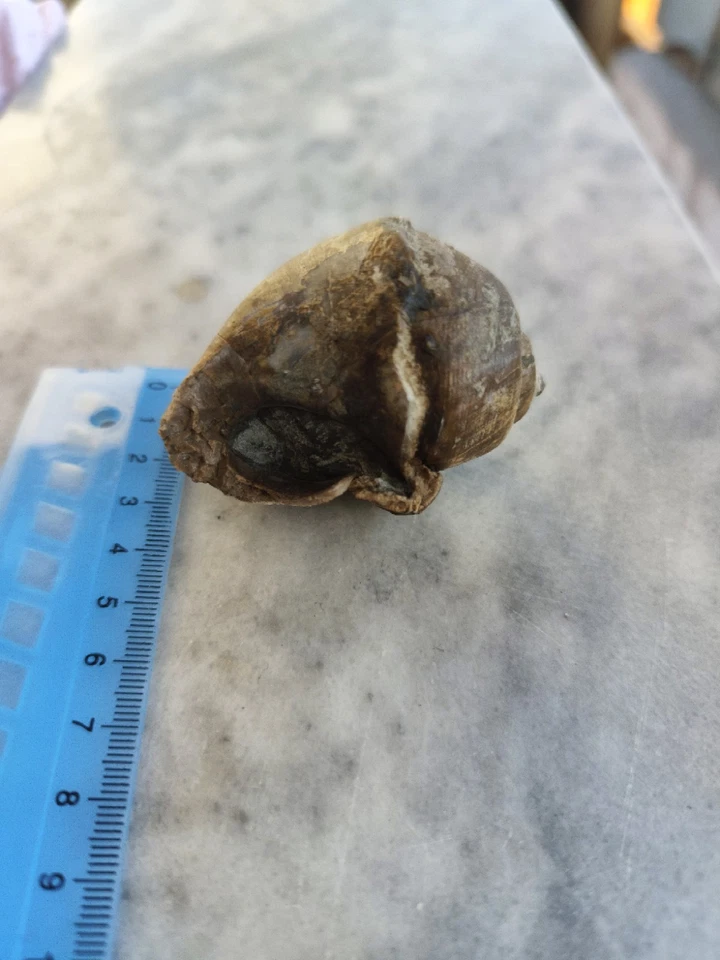 Snail fossil - Very Good Preservation - Balkan Region - Image 2 of 4