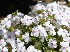 Live Amazing Grace CREEPING PHLOX Plant / SUBULATA - [Pint Pot] - Groundcover